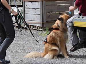 mantrailing-hundeschule-amicanis-tin-sitzt-anzeige