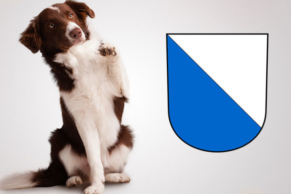 Checkliste Anschaffung Hund in Zürich - auf Englisch