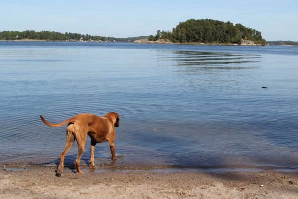 Hund am Wasser in den Ferien