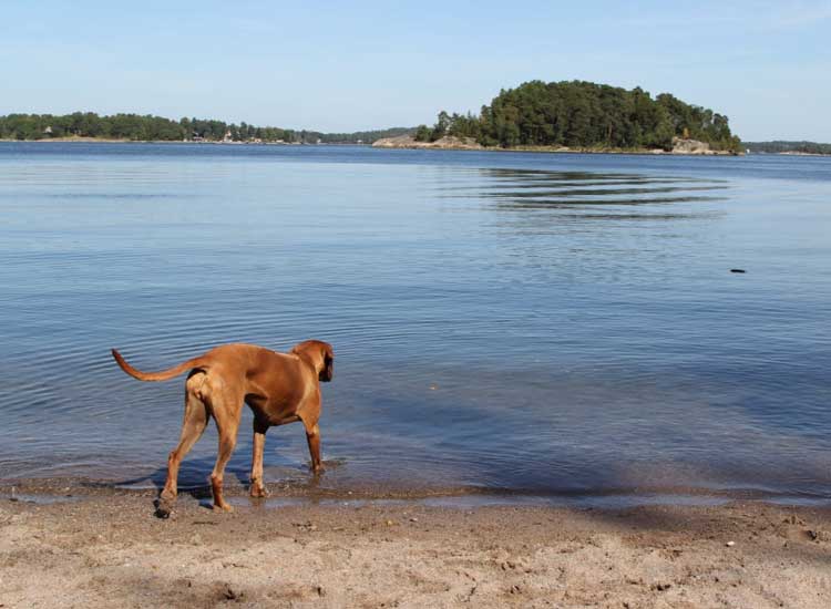 Hund am Wasser in den Ferien