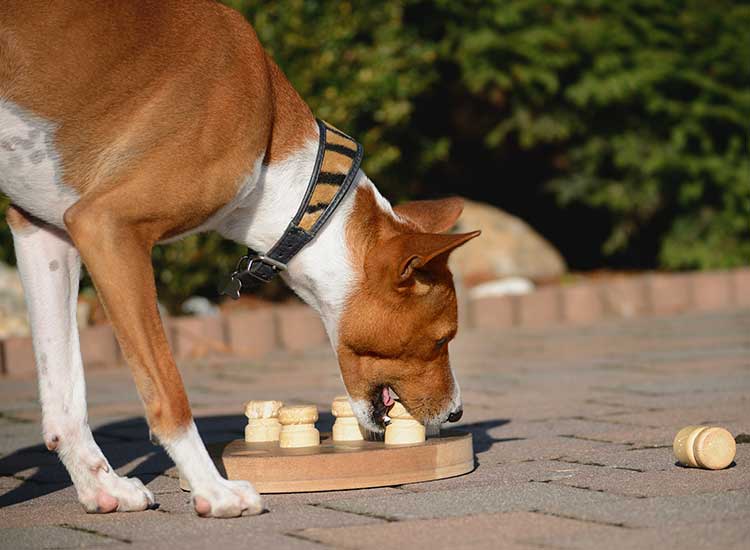 Hund lernt sich das Futter zu erarbeiten