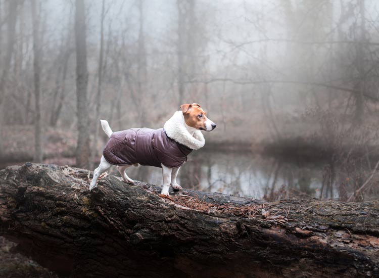 Hund trägt warmen Mantel